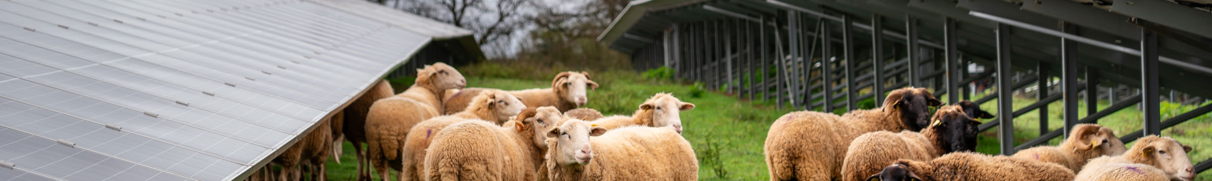 Solpark med gräs i vind.